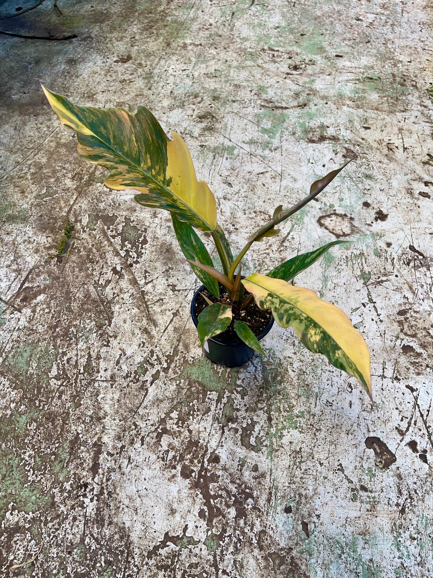 Philodendron caramel marble variegata L