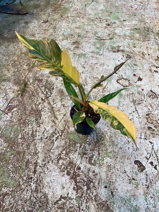 Philodendron caramel marble variegata L