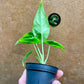 Alocasia reversa S NEW