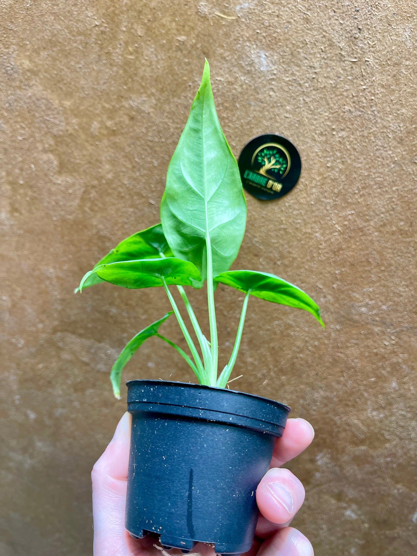 Alocasia reversa S NEW