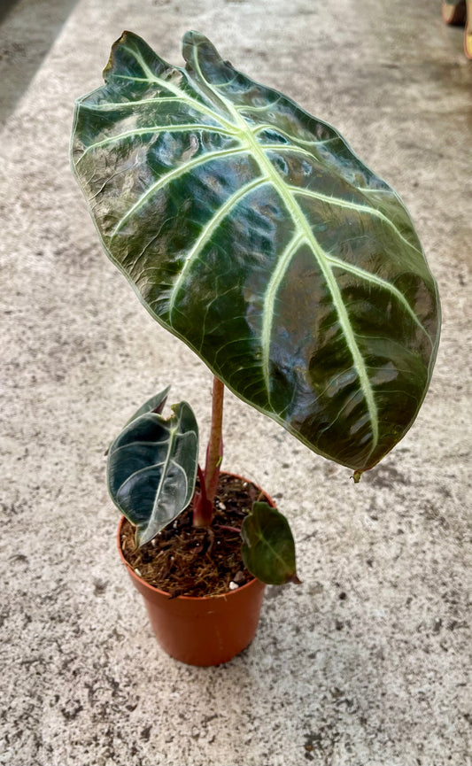 ALOCASIA SUHIRMANIANA RED PETIOLE NEW