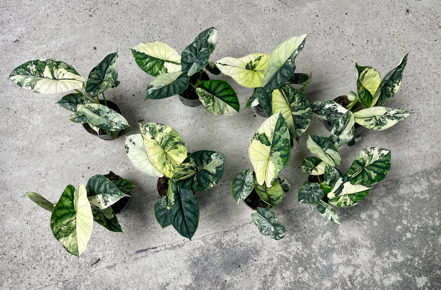 ALOCASIA DRAGON SCALE ALBO VARIEGATA  L