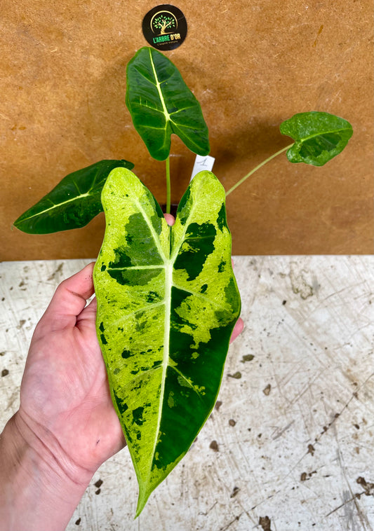 alocasia frydek variegata tricolor mutation