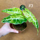 Alocasia amazonica variegata tricolor NEW