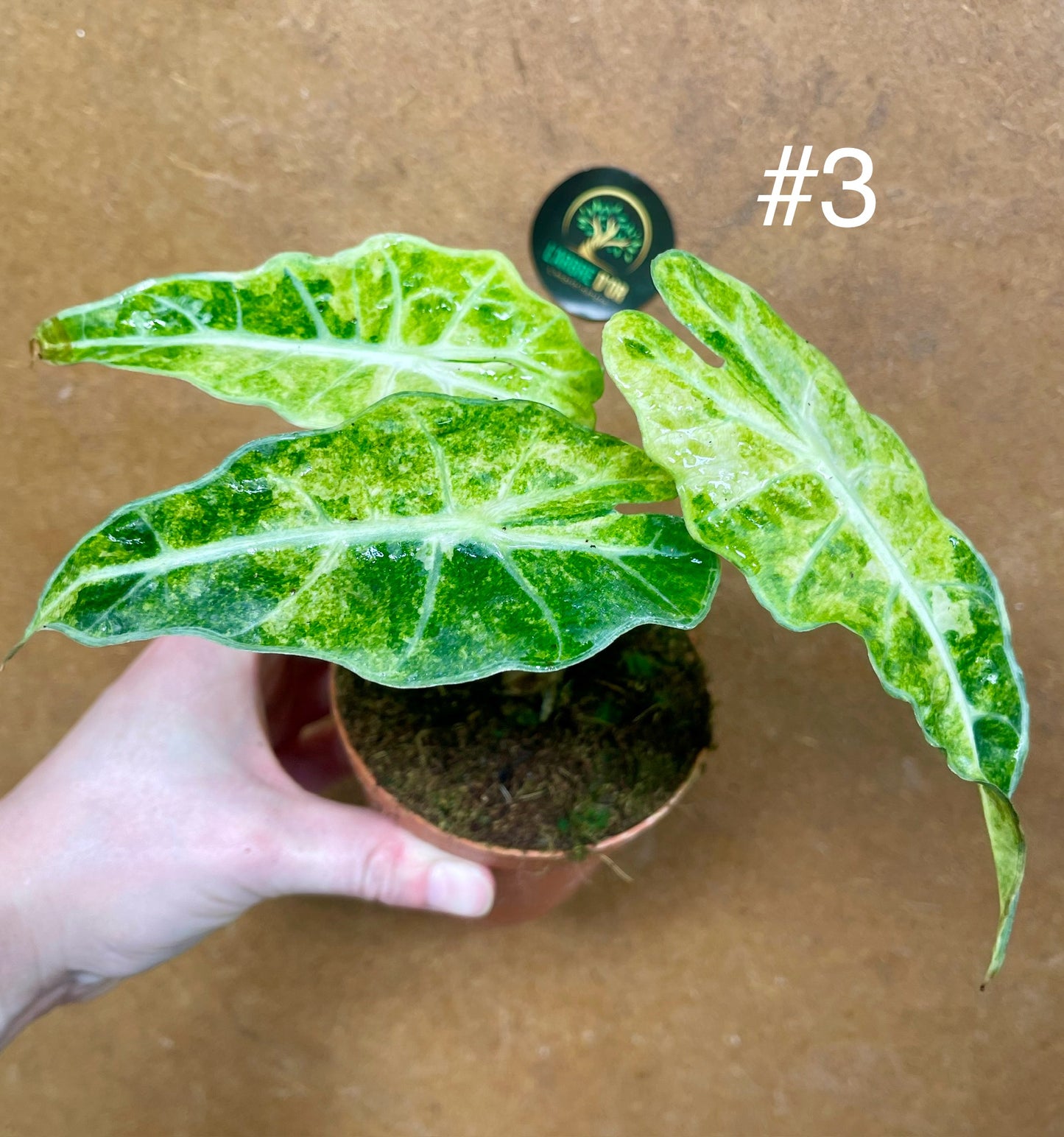 Alocasia amazonica variegata tricolor NEW