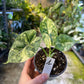Alocasia dragon scale variegata