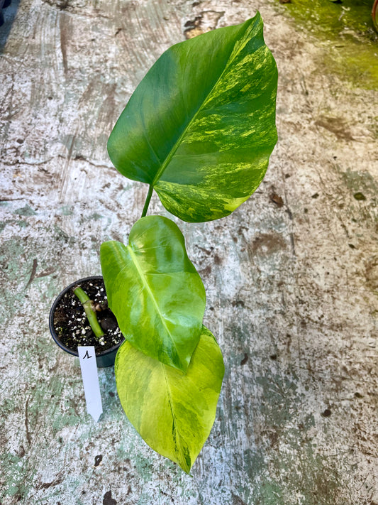 Monstera Aurea small form