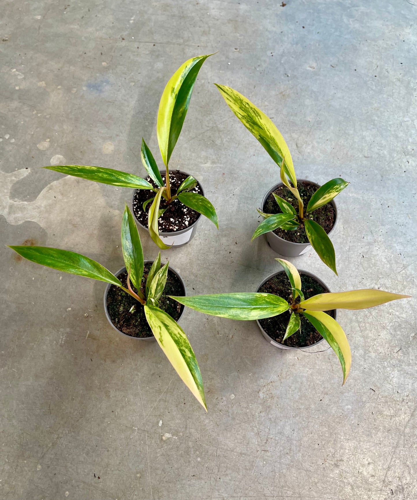 PHILODENDRON CARAMEL MARBLE S NEW