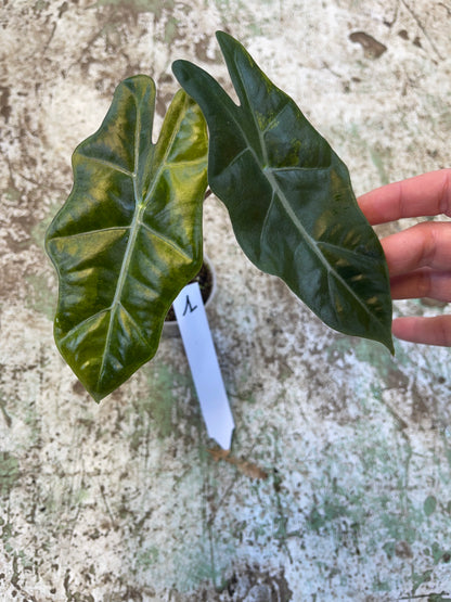 Alocasia pseudo sanderiana aurea variegata NEW