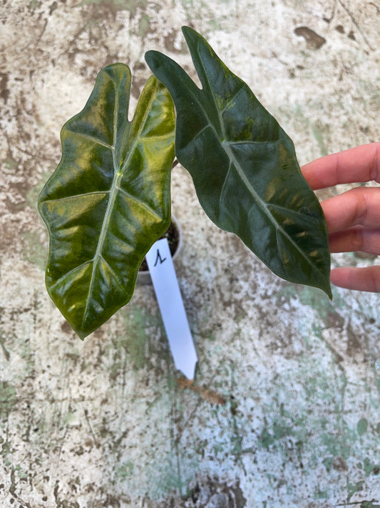 Alocasia pseudo sanderiana aurea variegata NEW