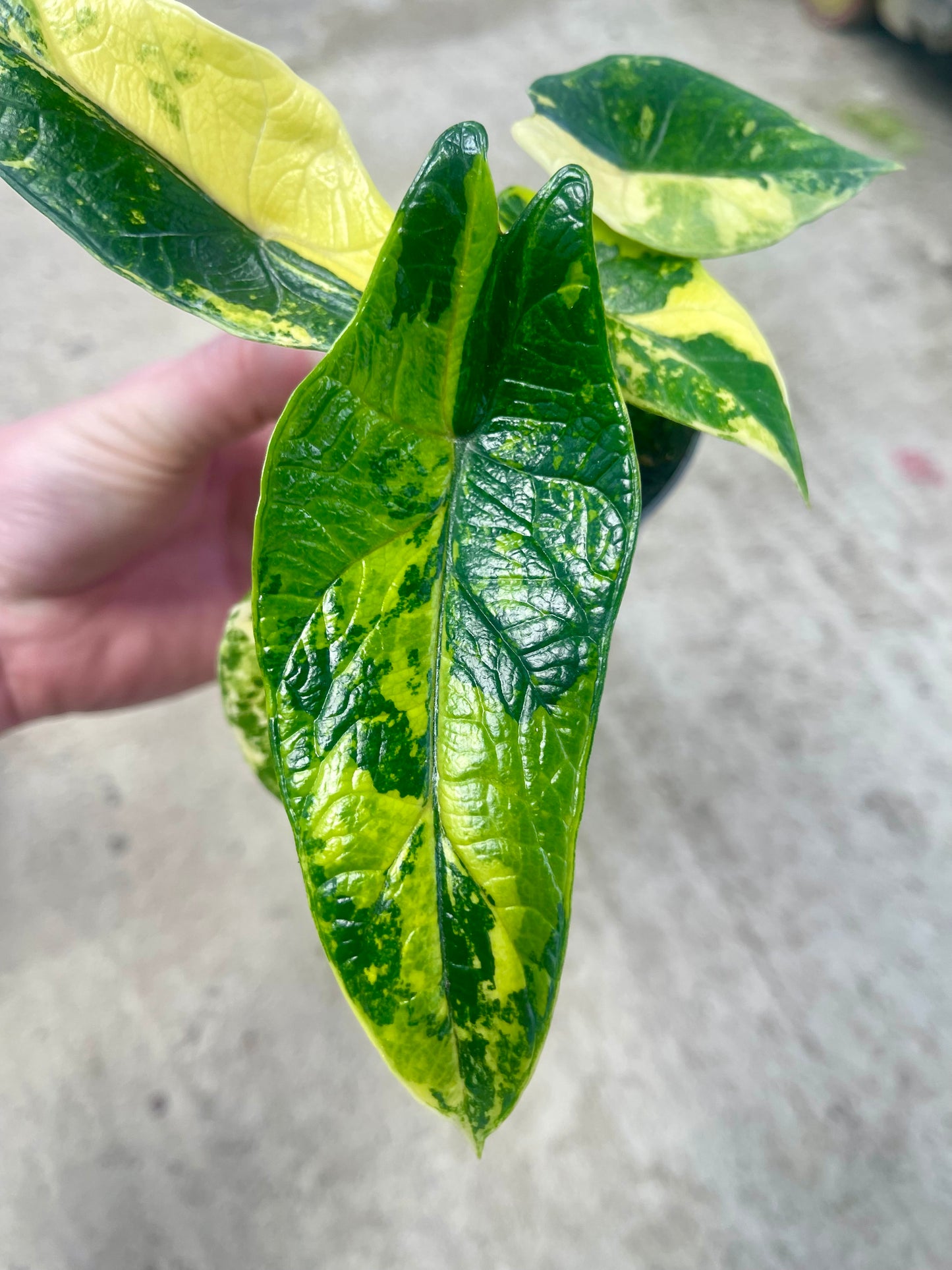 ALO.CASIA SCALPRUM AUREA VARIEGATA (2 plantes)