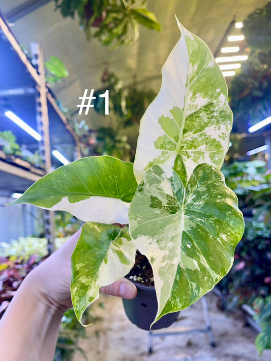 Alocasia gageana albo variegata