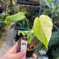 MONSTERA MINT WHITE MONSTER S NEW