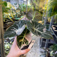 ALOCASIA BLACK VELVET PINK VARIEGATA M