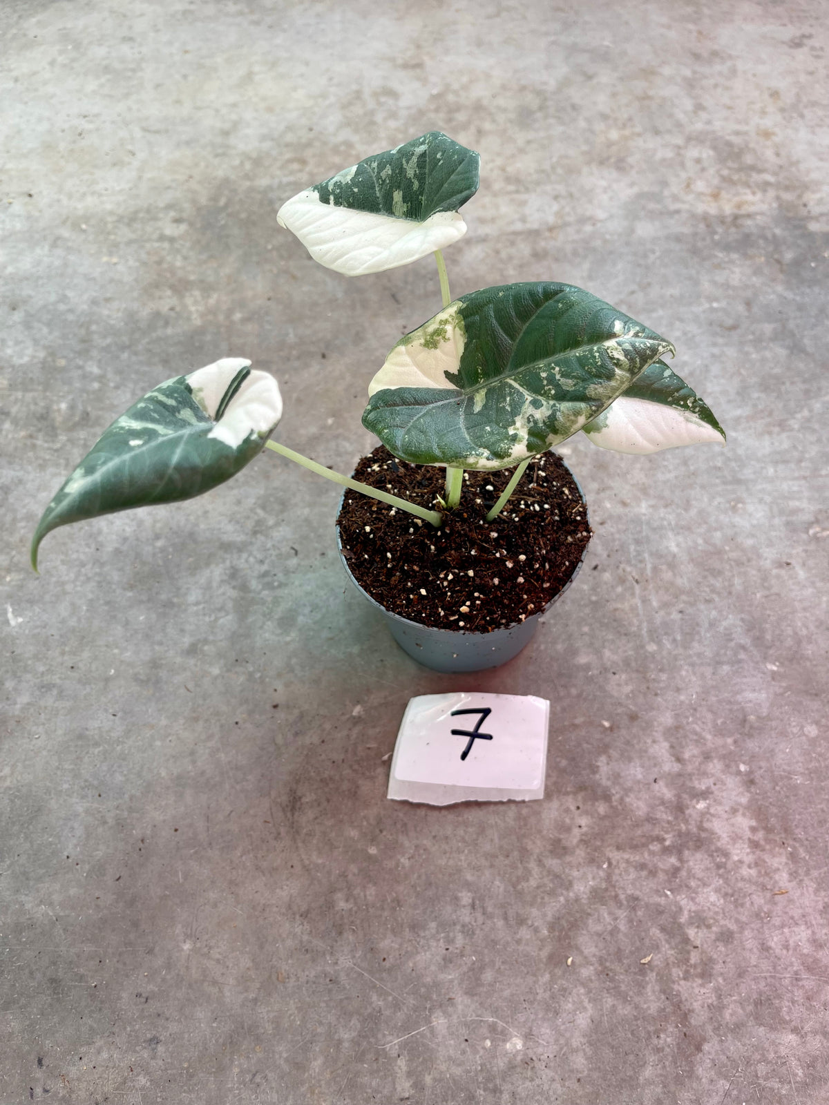 ALOCASIA MAHARANI ALBO VARIEGATA