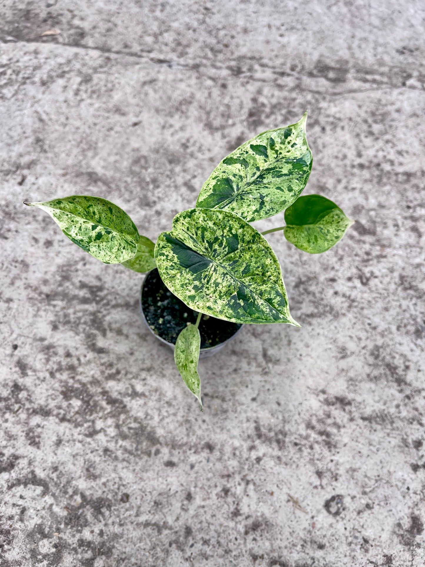 Alocasia dragon scale mint variegata NEW
