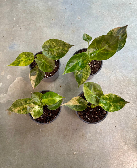 Alocasia wentii aurea variegata NEW