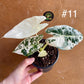 Alocasia frydek variegata haute variegation M