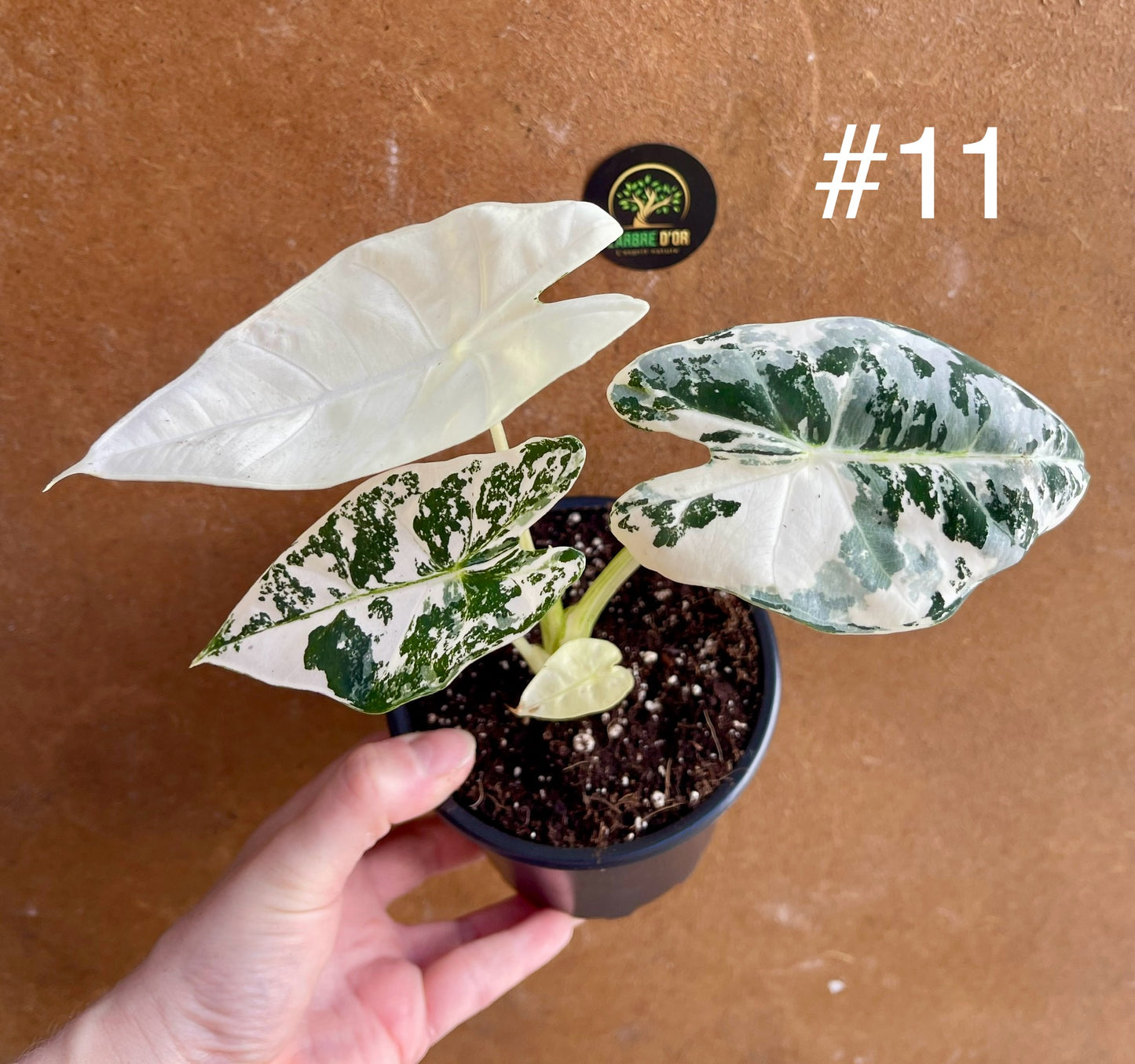 Alocasia frydek variegata haute variegation M