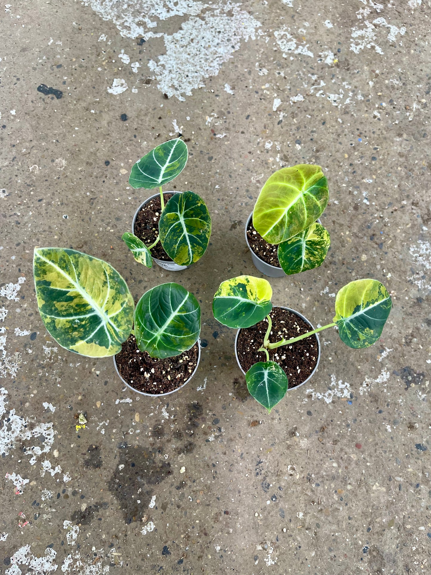 ALOCASIA BLACK VELVET VARIEGATA AUREA S