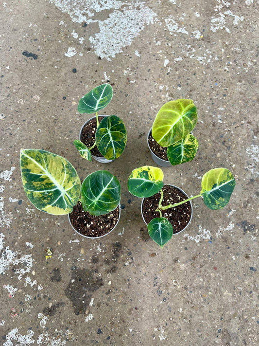 ALOCASIA BLACK VELVET VARIEGATA AUREA S NEW