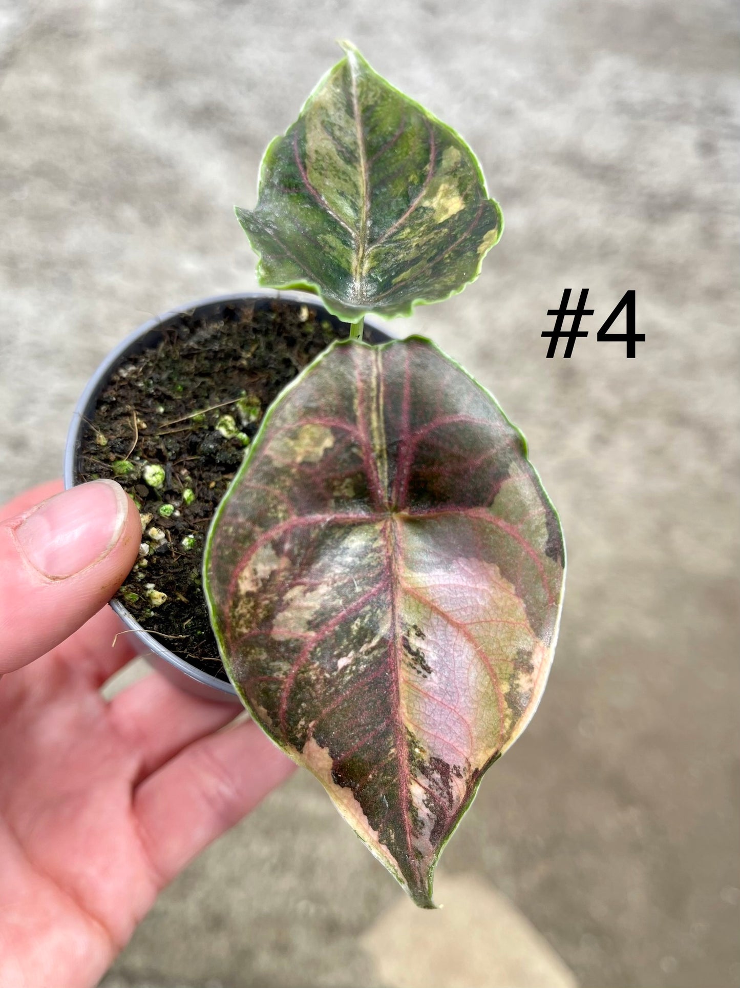 Alocasia Azlanii variegata