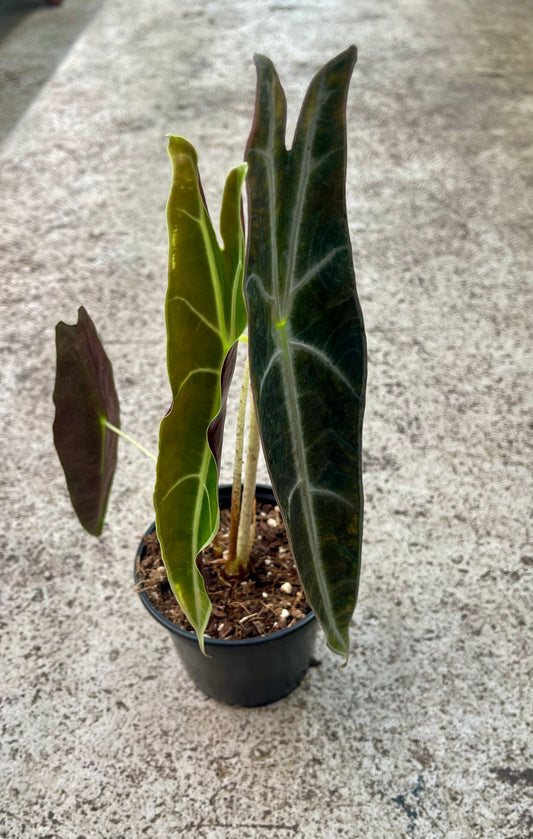 ALOCASIA LONGILOBA PURPLE NEW