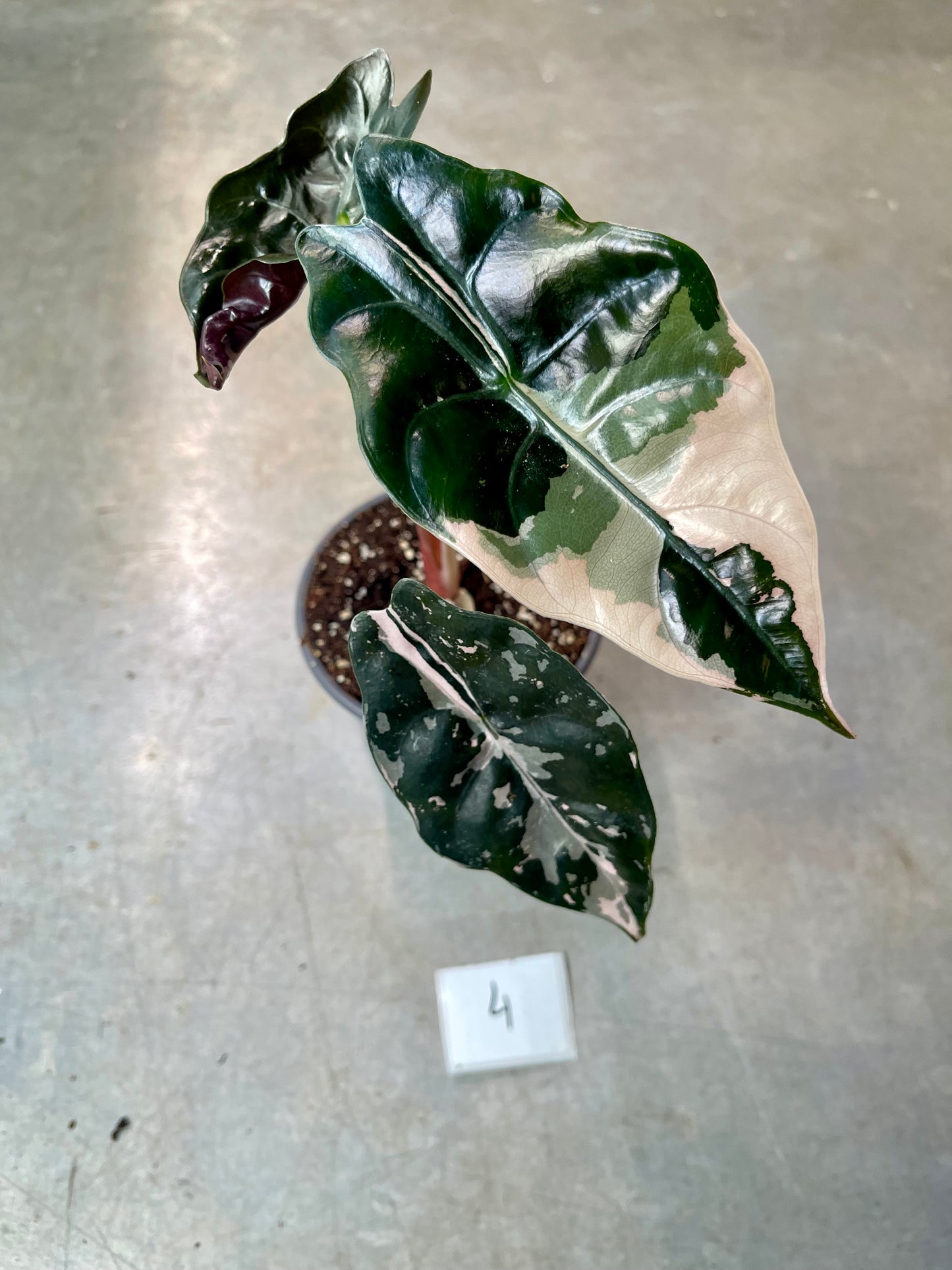 ALOCASIA CHANTRIERI PINK VARIEGATA NEW