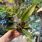 Philodendron caramel marble légère var M