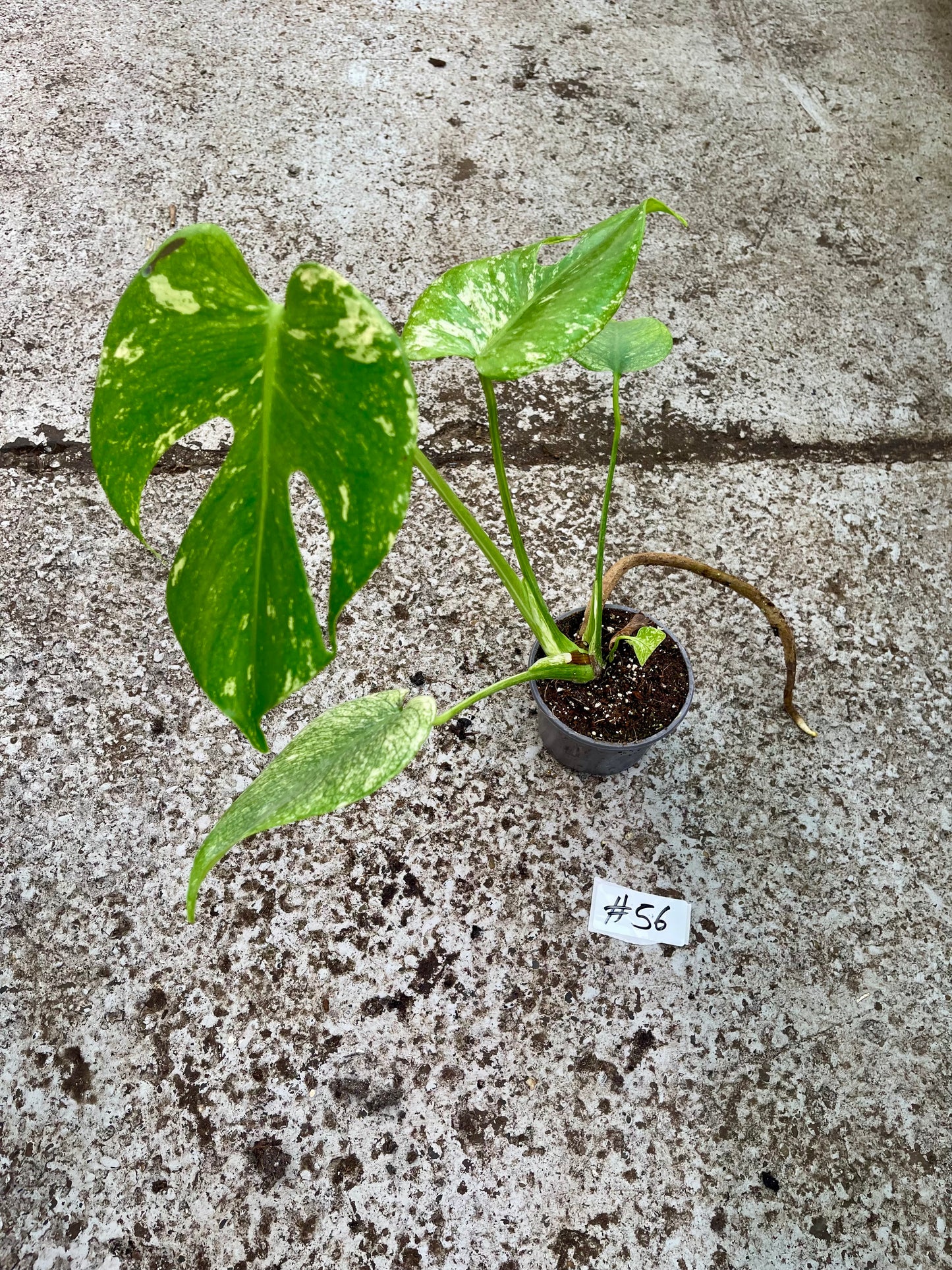 PLANTE A SAUVER