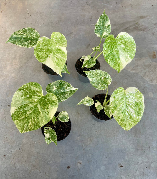 MONSTERA LEGACY BABY