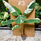 Musa florida aeae variegata XL