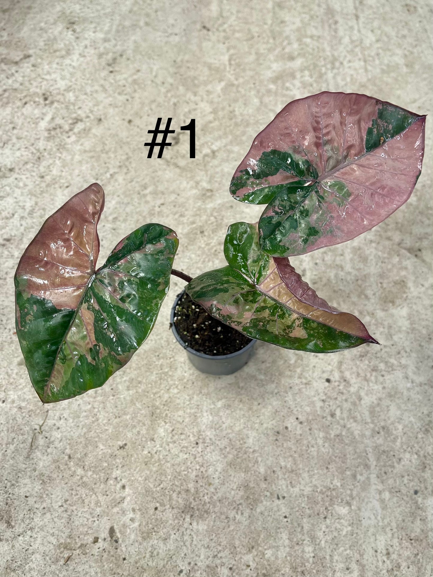 ALOCASIA YUCATAN PINK VARIEGATA NEW