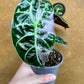 Alocasia watsonia pink variegata M