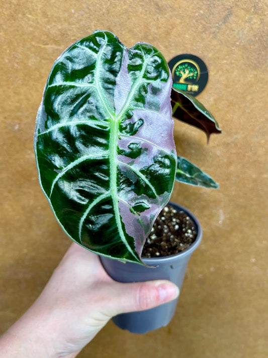 Alocasia watsonia pink variegata M