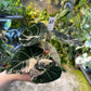 ALOCASIA BLACK VELVET PINK VARIEGATA M
