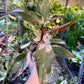 Philodendron red anderson M NEW