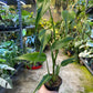 Monstera dilacerata burle marx flame L