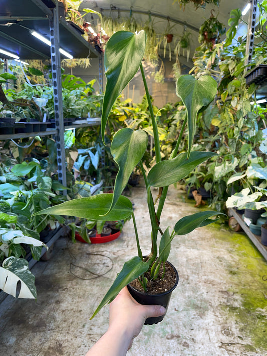 Monstera dilacerata burle marx flame L
