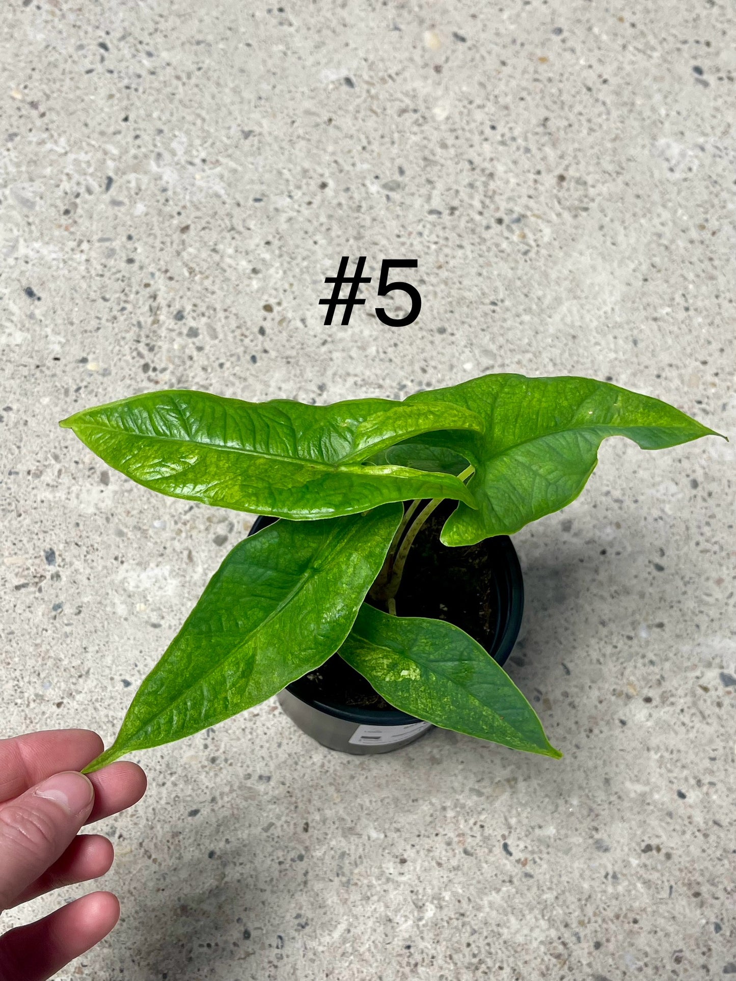 ALOCASIA GREEN CARPET VARIEGATA NEW