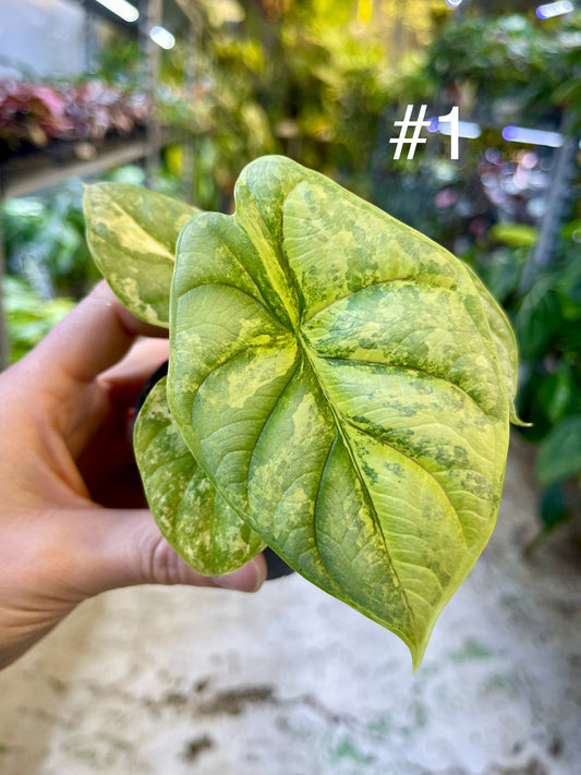 Alocasia silver dragon aurea variegata