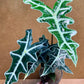 Alocasia sanderiana nobilis