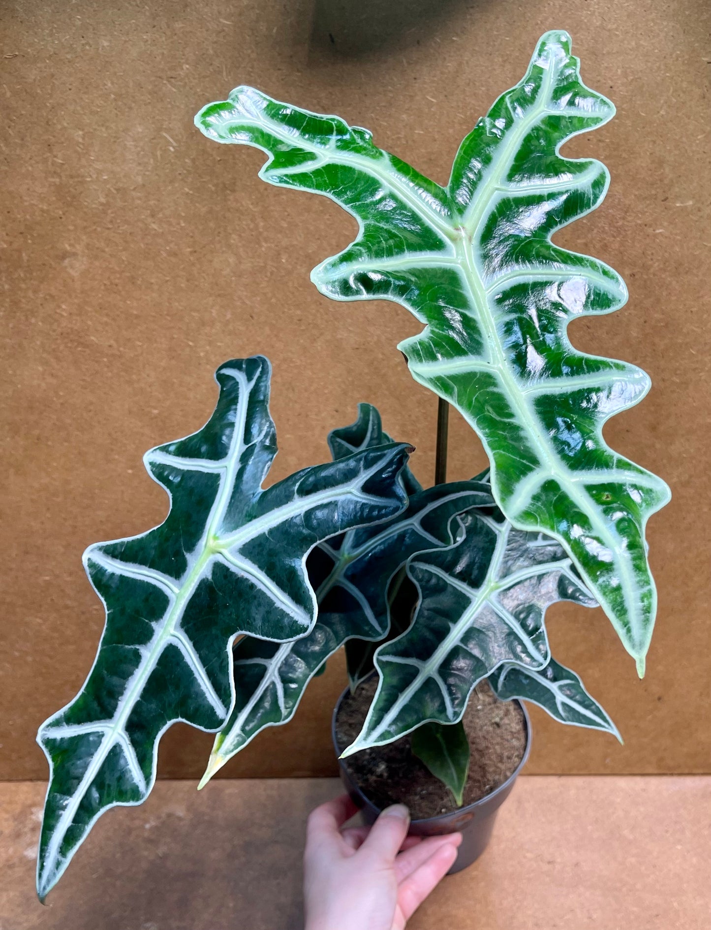 Alocasia sanderiana nobilis