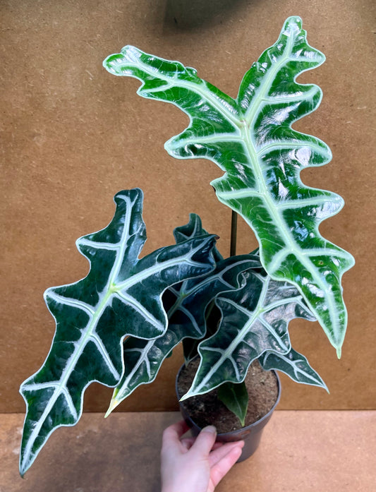 Alocasia sanderiana nobilis