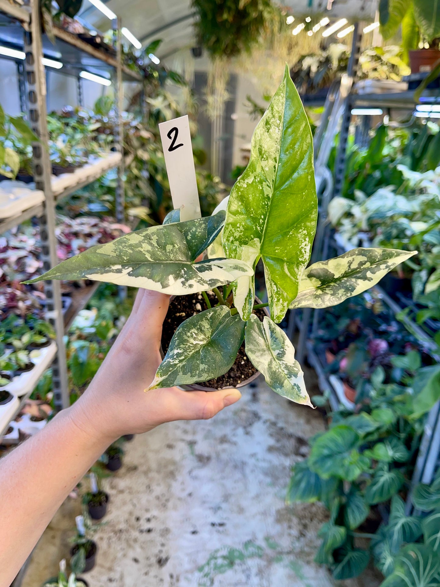 ALOCASIA SIMPO ALBO VARIEGATA M NEW
