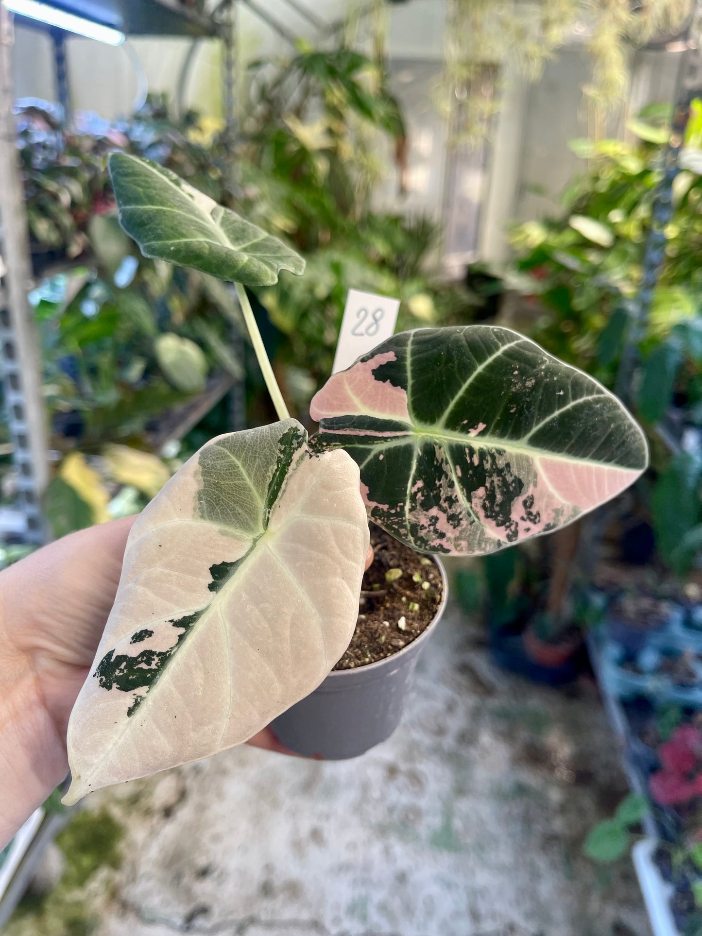 ALOCASIA BLACK VELVET VARIEGATA PINK S NEW