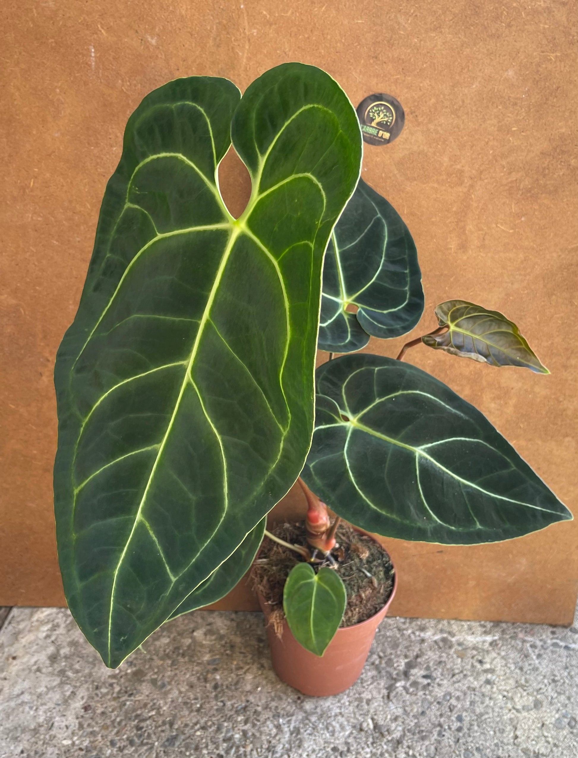 anthurium crystallinum x regale Anthurium crystallinum x regale