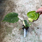 Monstera deliciosa thaï constellation M