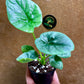 Alocasia lukiwan S NEW