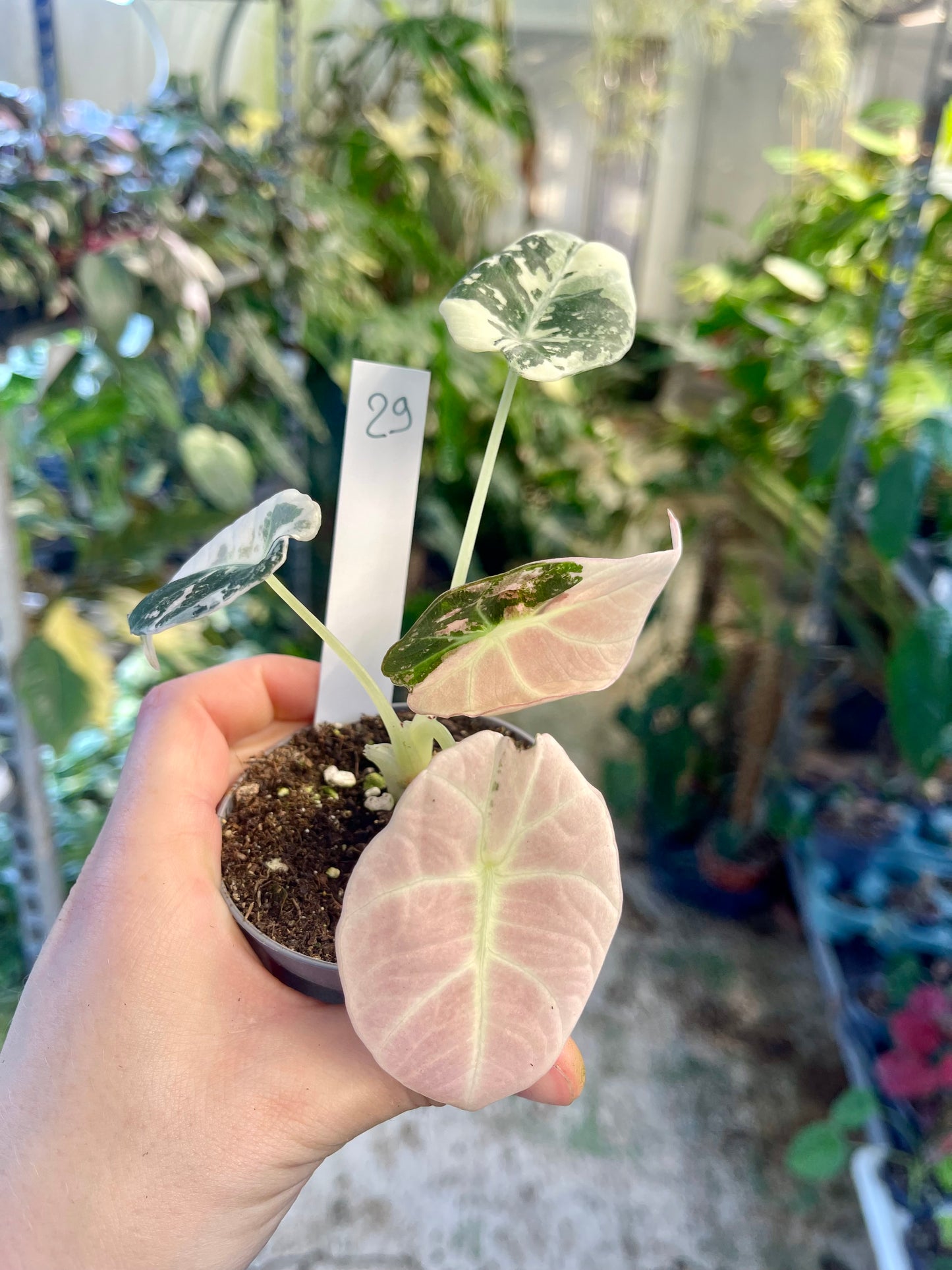 ALOCASIA BLACK VELVET VARIEGATA PINK S NEW